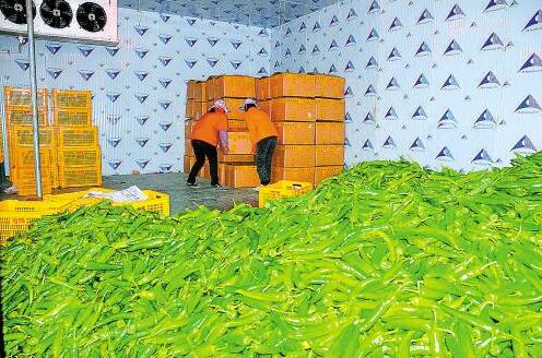 華田丹雪制冷 蔬菜保鮮冷庫